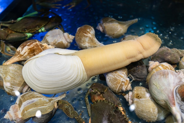 Foto pacific geoduck dentro de um aquário