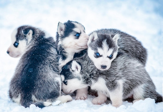 Pacote de cachorrinhos husky fofos na neve