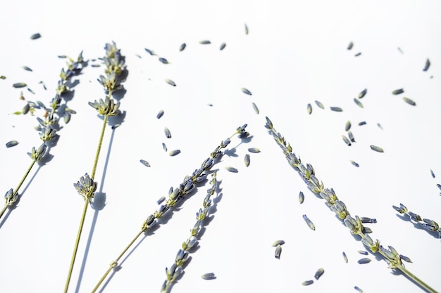 Pacote de flores secas de lavanda em branco