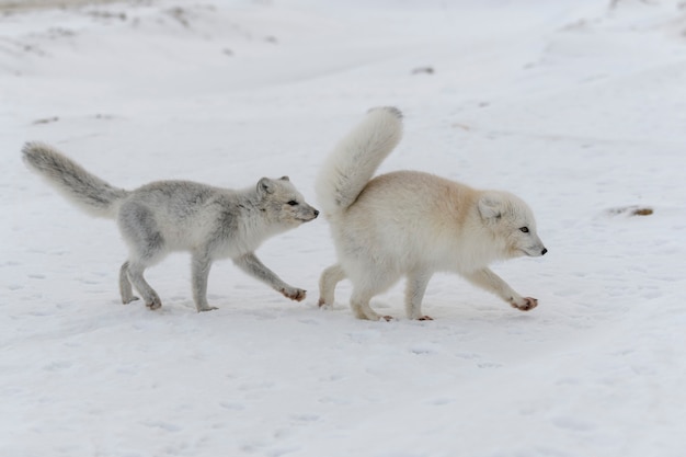 Pacote de raposas árticas (Vulpes Lagopus) na tundra wilde.