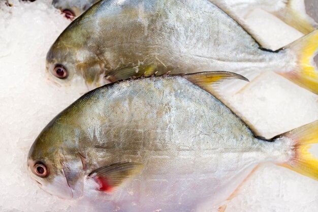 Pacu, Characidaefisch auf dem Eis, das im Markt saling ist