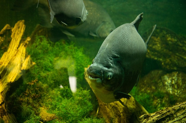 Pacu-Fische im Aquarium