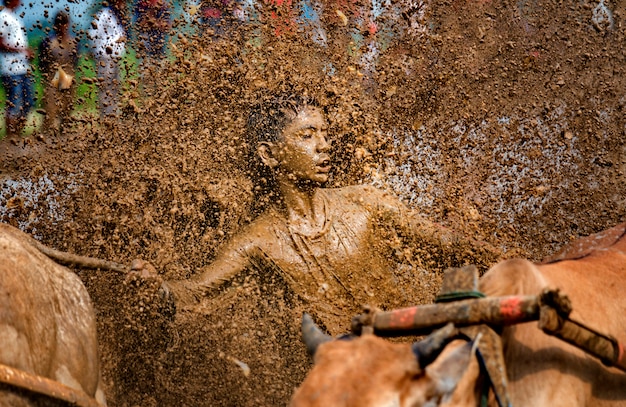 Pacu Jawi Festival (traditionelles Bullenrennen) bei Tanah Datar Regency, West-Sumatera, Indonesien