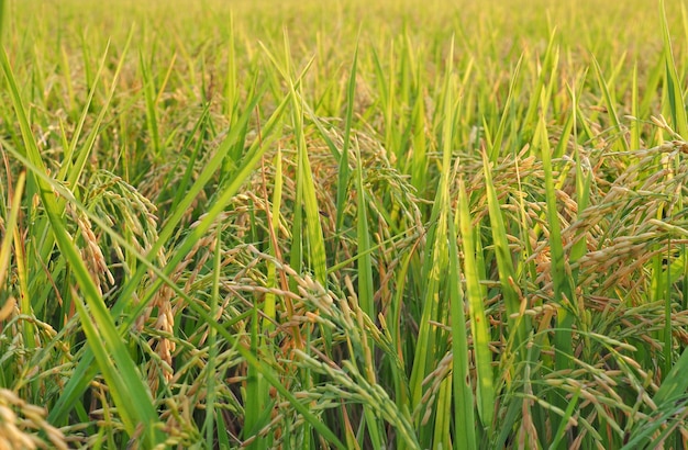 paddy, campo de arroz amarelo de manhã perto da colheita. alimento da natureza bac