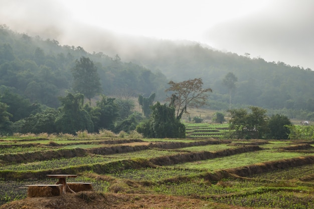 Paddy perto das montanhas