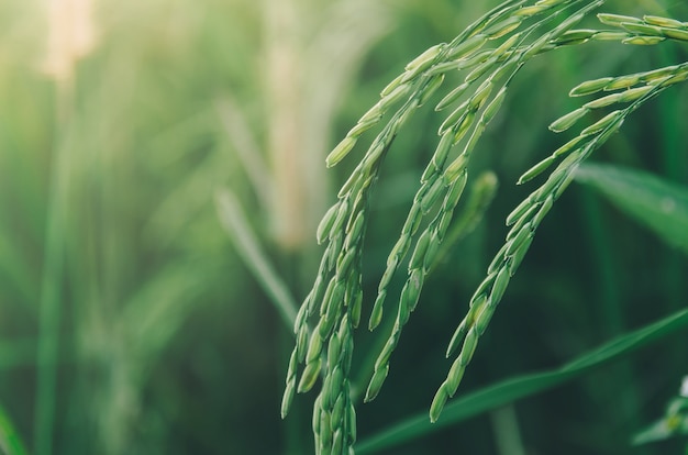 Paddy-Reis und Reissamen im Bauernhof, im organischen Reisfeld und in der Landwirtschaft.