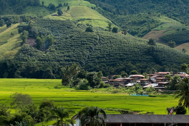 Paddy-Reisfeld in Thailand-Land