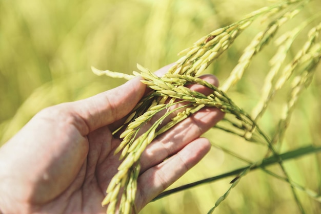 Paddy-Reisfeld, Nahaufnahme von Reishosenbaum bei landwirtschaftlicher Landwirtschaft, Bauernhand, die Reis zärtlich berührt