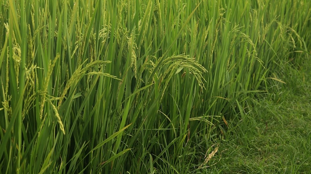 Paddy. Reisfelder am Nachmittag. Padi. Die Reiskörner in den grünen Feldern. Reis ist Nahrung.