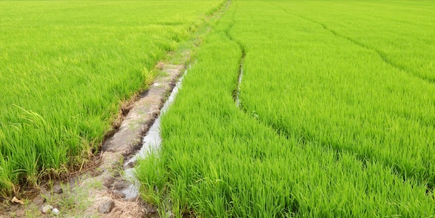 Paddy Rice Fields