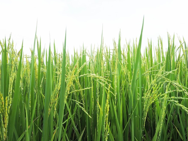 Paddy verlässt, grüne Naturlandschaft mit Paddyjasminreisfeld