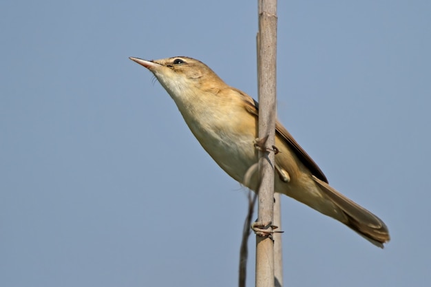 Foto paddyfield curruca (acrocephalus agricola) primer plano desde abajo