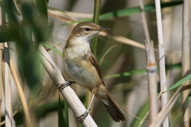 Paddyfield Curruca (Acrocephalus agricola) primer plano desde la parte delantera