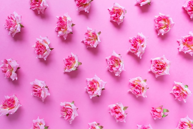 Padrão com botões de rosas cor de rosa em fundo rosa