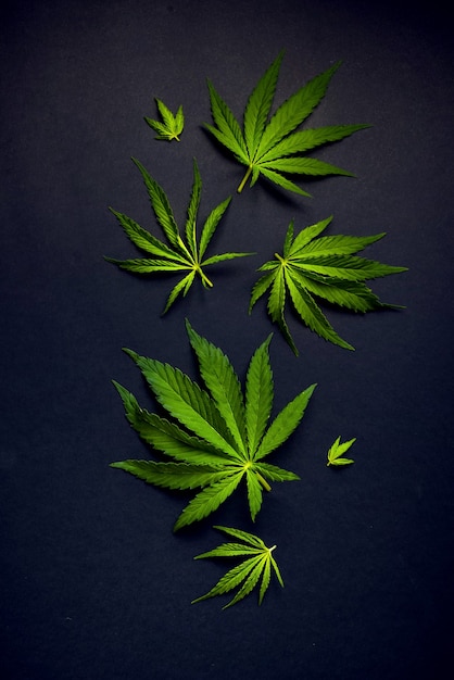Padrão da moda folhas de maconha, cânhamo em fundo preto Fundo de canábis