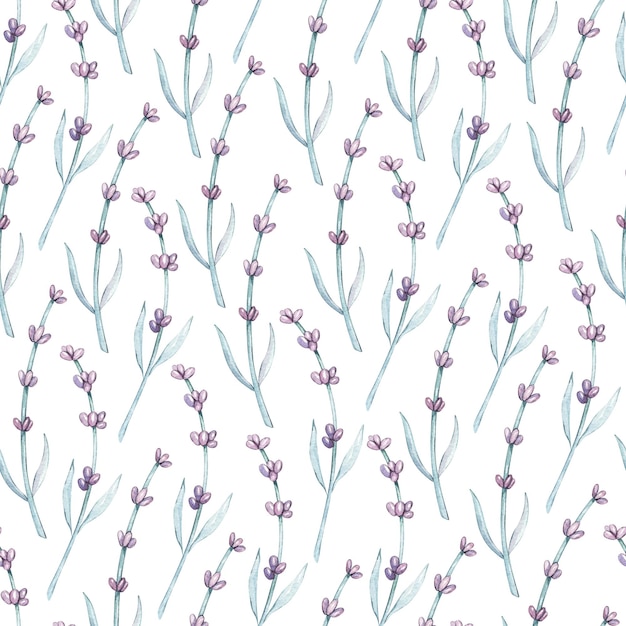 Padrão de aquarela sem costura com flores lilás de Provence Lavender isoladas em fundo branco