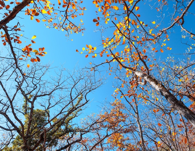 Padrão de árvores da floresta de outono Olhando para o fundo do céu azul