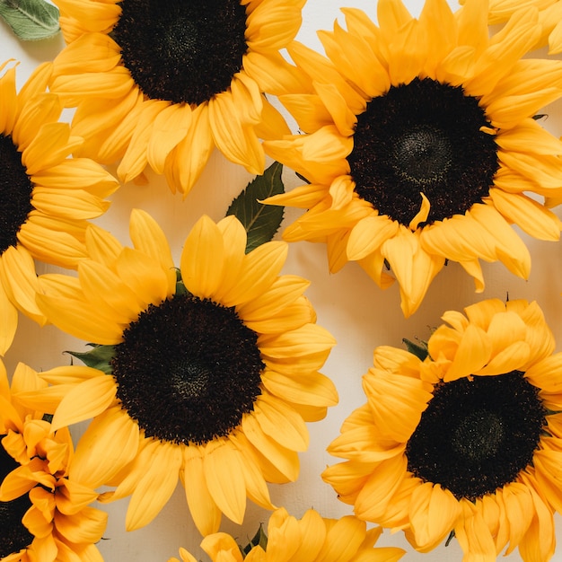 Padrão de botões de girassol amarelo em branco