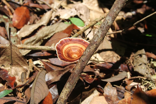 Padrão de cogumelo marrom em um galho