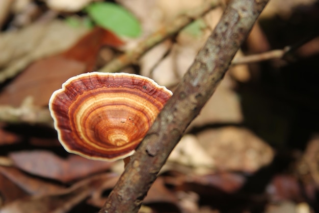 Padrão de cogumelo marrom em um galho