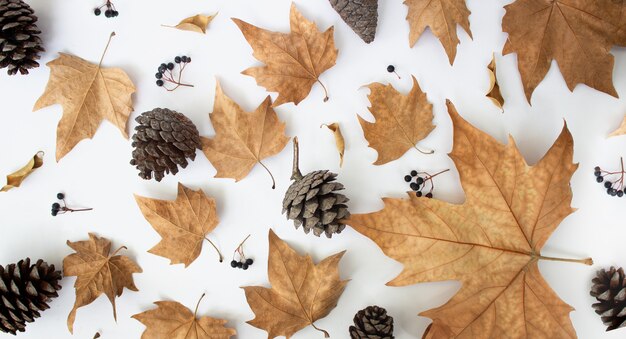 Padrão de composição de outono feito de cones de abeto folhas secas em fundo branco vista de cima plana