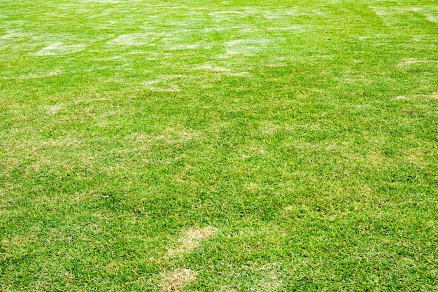 Padrão de espaço em branco gramado verde