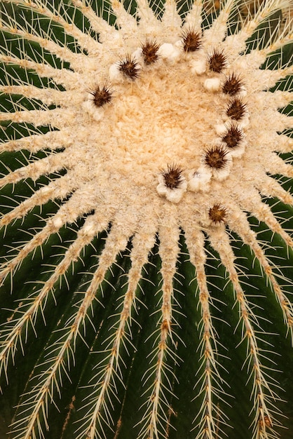 Padrão de espinhos em um cacto