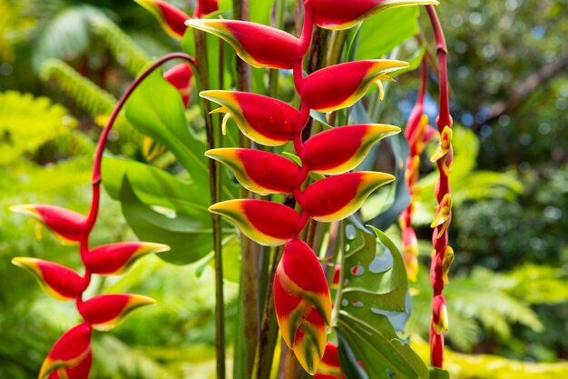 Foto padrão de flor tropical flores tropicais fundo heliconia rostrata a garra de lagosta pendurada ou