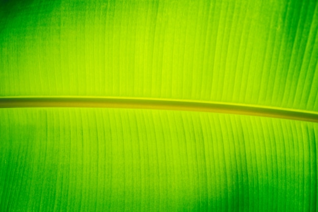 Padrão de folha de banana verde na luz solar