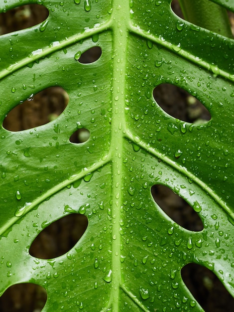 Padrão de folha verde