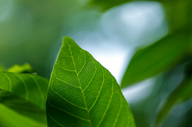 Padrão de folha verde