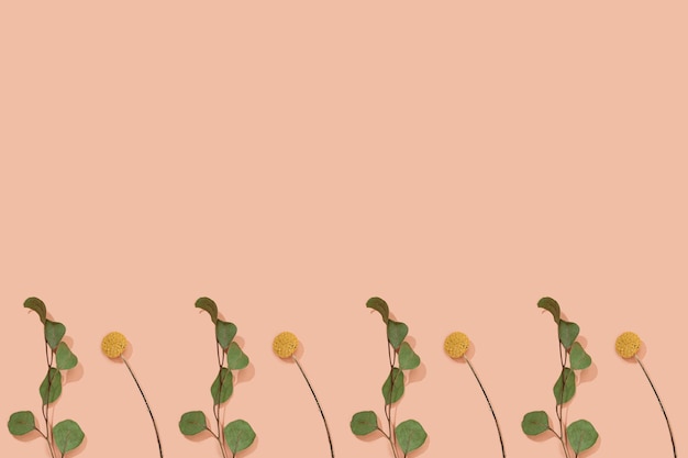 Padrão de folhas de eucalipto verde e flor amarela Craspedia Billy Balls em um fundo rosa pastel. Postura plana, vista superior. Antioxidante cosmético natural. Composição botânica floral.
