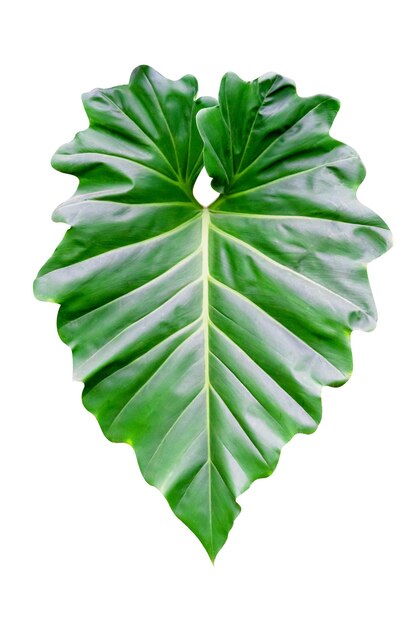Foto padrão de folhas verdes de plantas de folhas tropicais isoladas em fundo brancoincluir caminho de corte