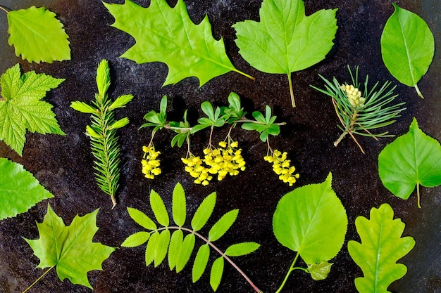 Padrão de folhas verdes em fundo branco Postura plana