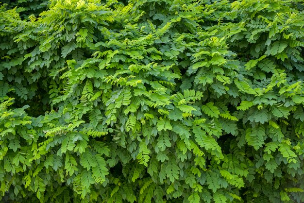 Padrão de folhas verdes