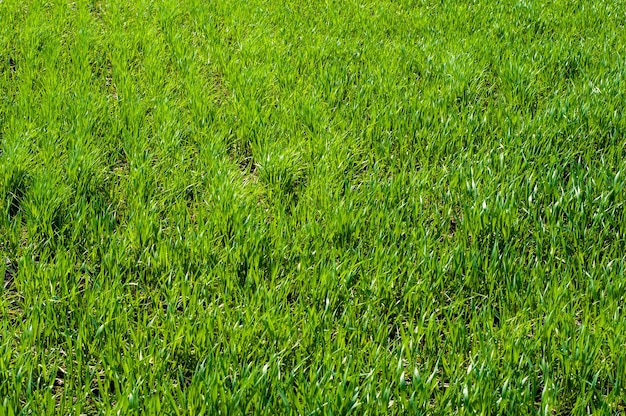 Padrão de fundo closeup de grama verde de campo