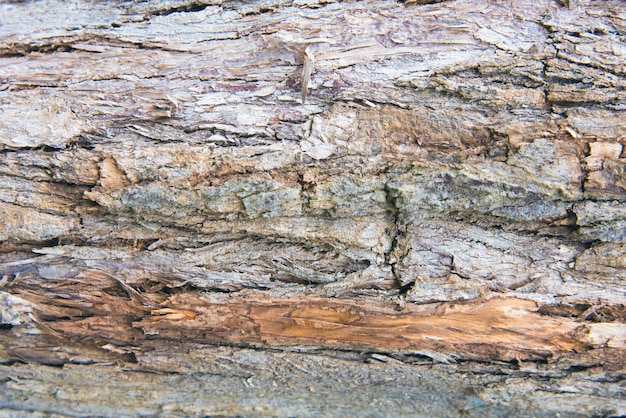 Foto padrão de fundo de textura de árvore de madeira velha