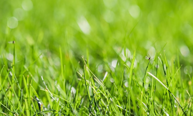 Padrão de fundo de textura de grama verde com um inseto bokeh com reflexo de luz