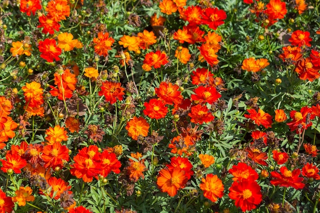 Foto padrão de narrowleaf zinnia, classic zinnia e sulphur cosmos flower como bush ou foilage no solo como jardim ornamental conceito