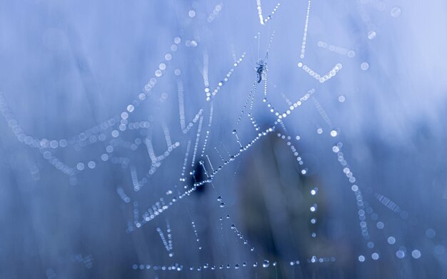 Padrão de orvalho da manhã na teia de aranha em textura de malha de teia de aranha de luz azul