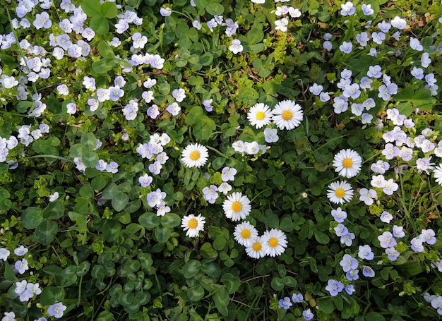 Padrão de pequenas flores silvestres e plantas trepadeiras ponto de vista superior