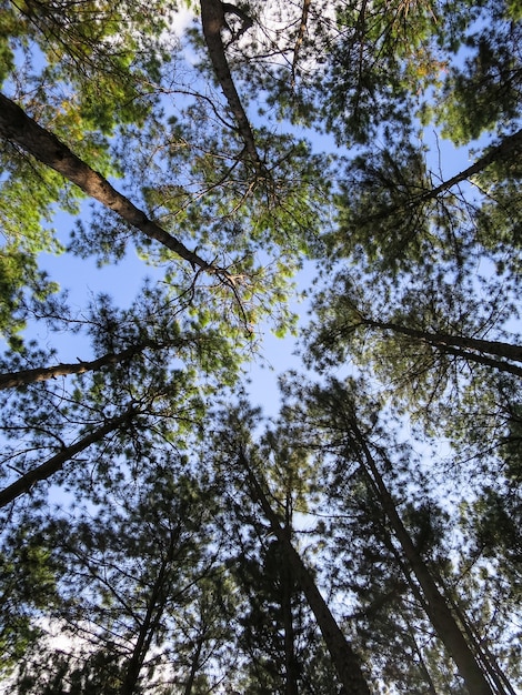 Padrão de pinheiro com céu azul e fundo branco nuvem