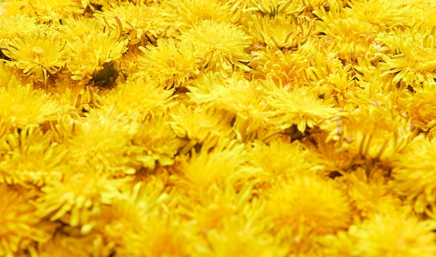 Padrão de primavera de fundo de leão amarelo