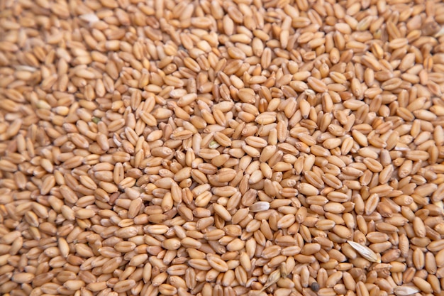 Padrão de sementes de grãos de trigo A textura pode ser usada como papel de parede de fundo