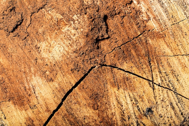 Padrão de textura de árvore de madeira marrom