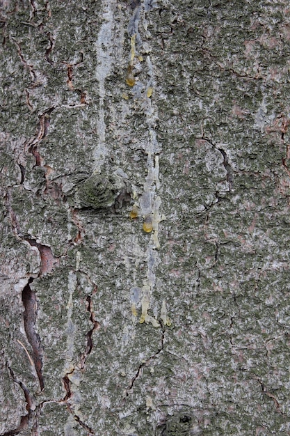 Padrão de textura de casca de árvore Textura de madeira retorcida Fechar a casca cinza e marrom da árvore Fundo de casca de árvore rústica Fundo de casca de árvore cinza áspero rachado