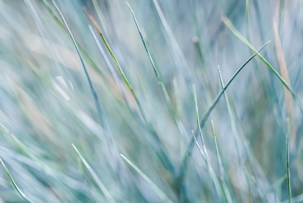 Padrão de textura de fundo desfocado de bokeh extremo de grama verde azulado com reflexo de luz