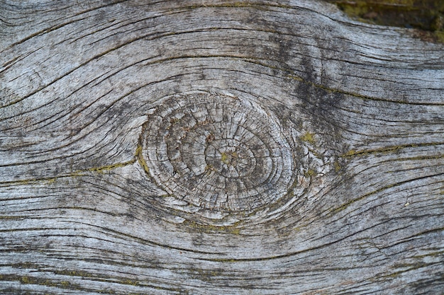 padrão de textura de madeira