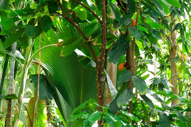 Padrão de textura de natureza de folhas verdes de crescimento tropical