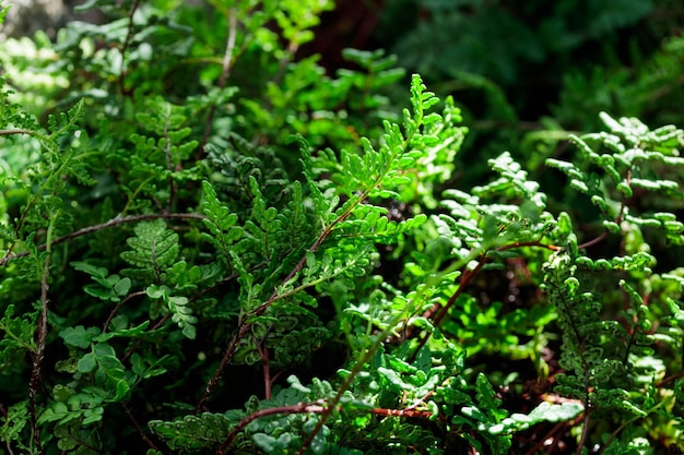 Padrão de textura de natureza de folhas verdes de crescimento tropical